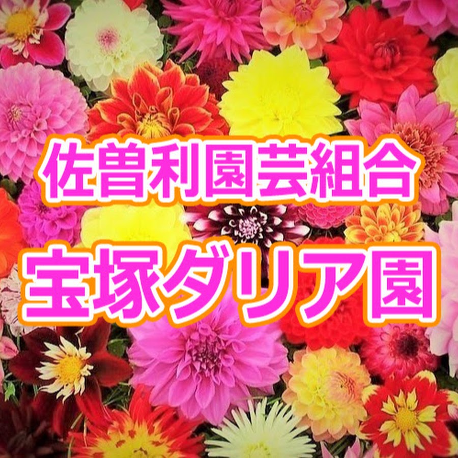 宝塚ダリア園佐曽利園芸組合 Youtube