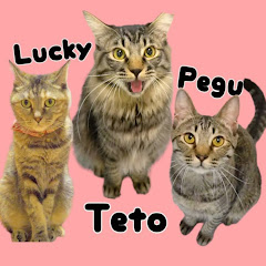 猫ッチョファミリー