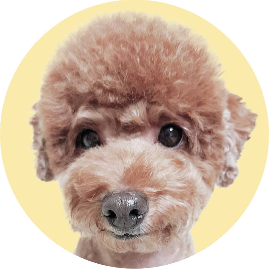조이kpop dog - YouTube