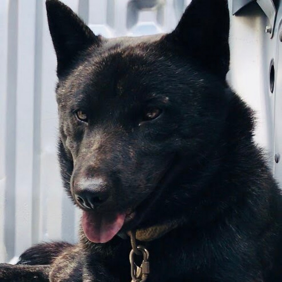 Hunter Shoz Japanese hunting dog ( Tiger dog kaiken) YouTube