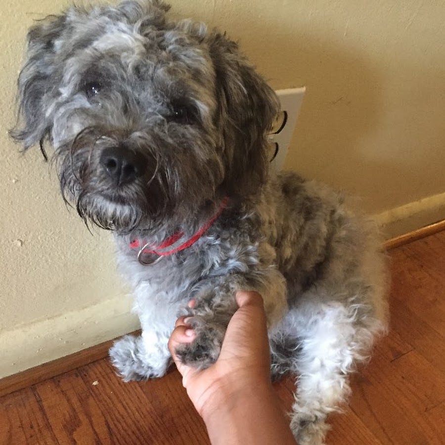 Minnie the Dog 