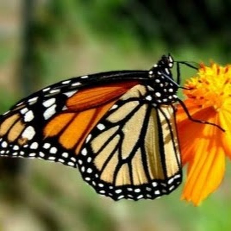 Бабочки живут всего. Жизнь бабочки. Сколько живут бабочки. Видео про жизнь бабочек.