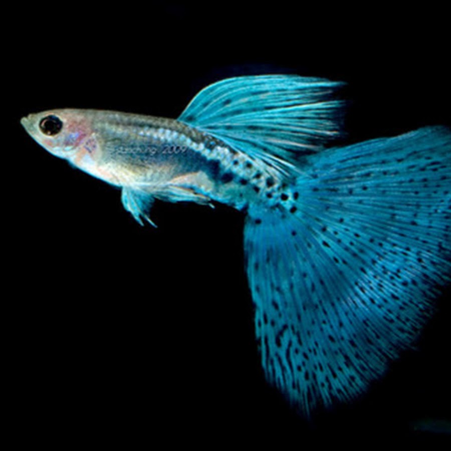 Гуппи берлинские. Гуппи черноголовая филигрань. Гуппи московская малахит. Гуппи московские сине-зеленые. Линии гуппи.