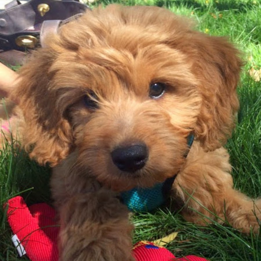 Wine Country Goldendoodles YouTube