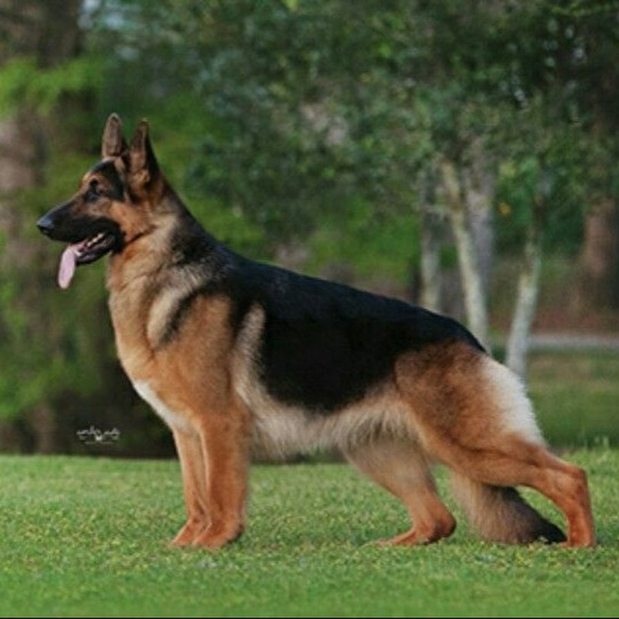 AKC German Shepherd Breed Info. - YouTube