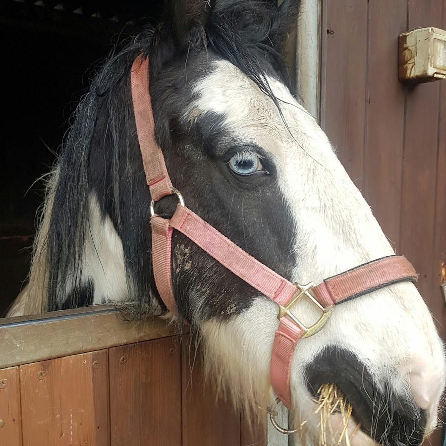 horses through the wind YouTube