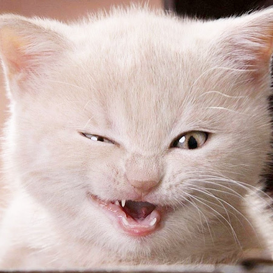 This Is My Kitty Cat Vine
