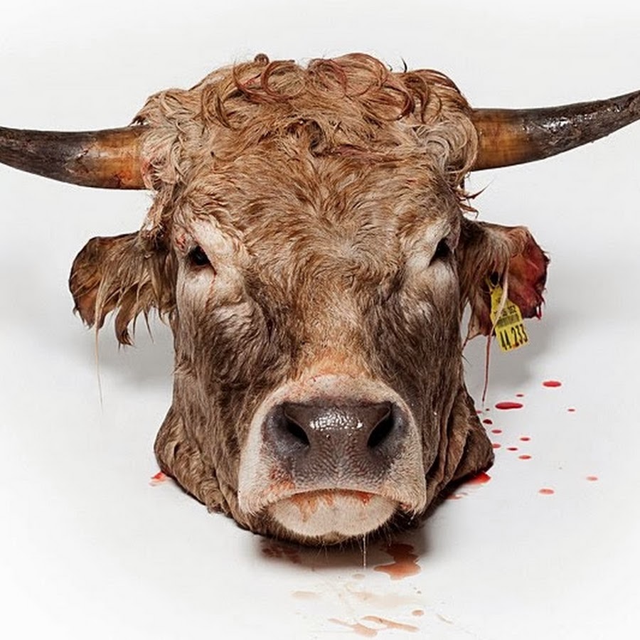 Теленок на белом фоне. Цех сухостойных коров. Силуэт головы быка. Морда коровы. Голов крупного рогатого скота.