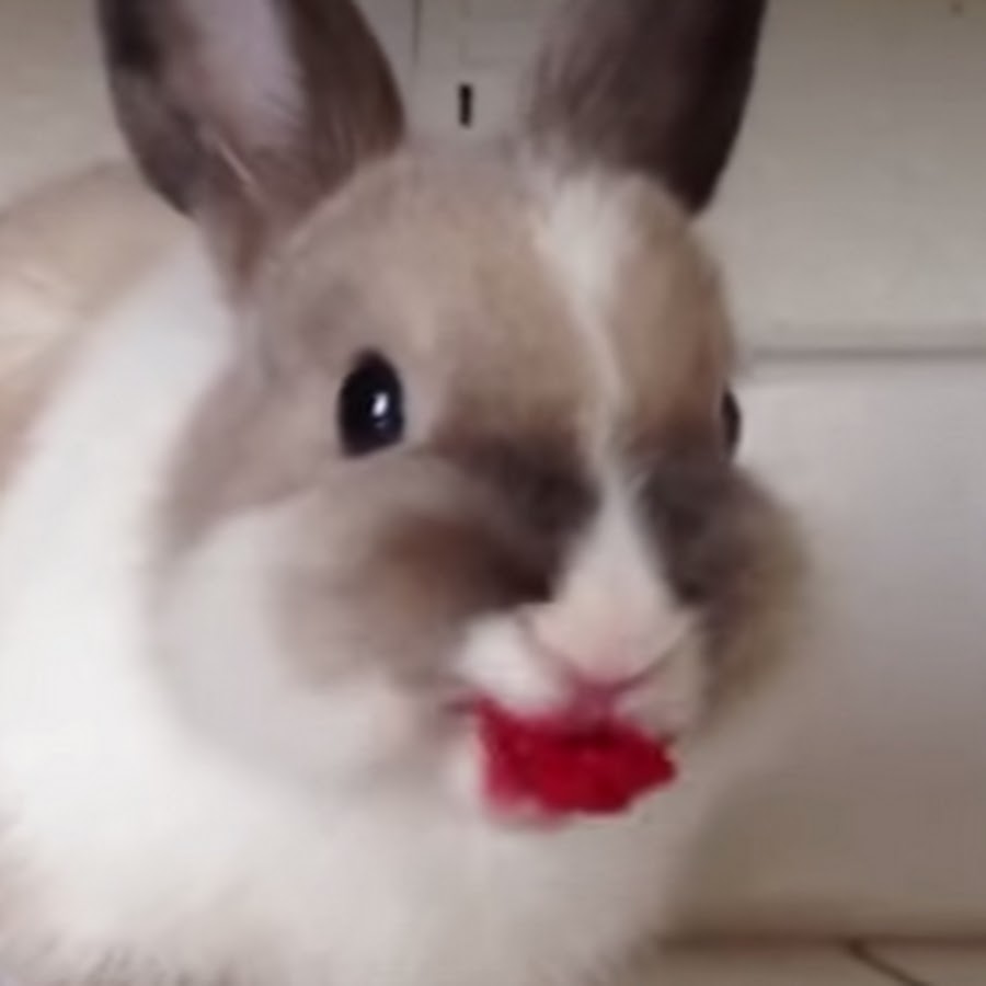 Bunny Eating Raspberries YouTube