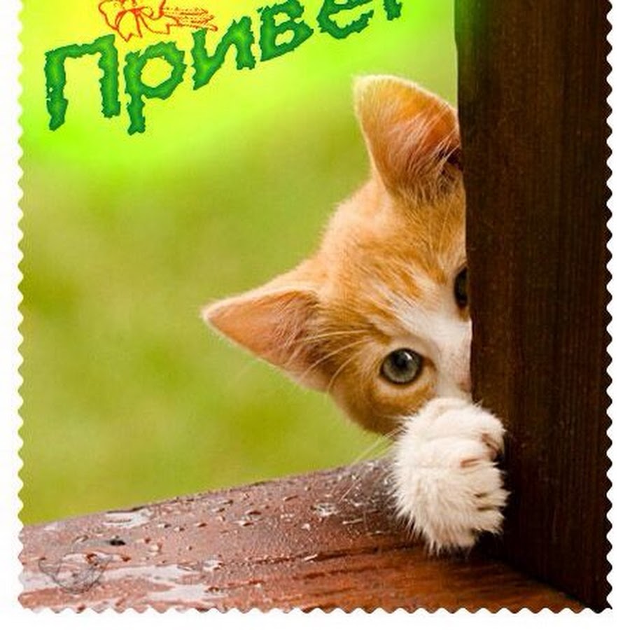 доброе утро картинки анимация котики