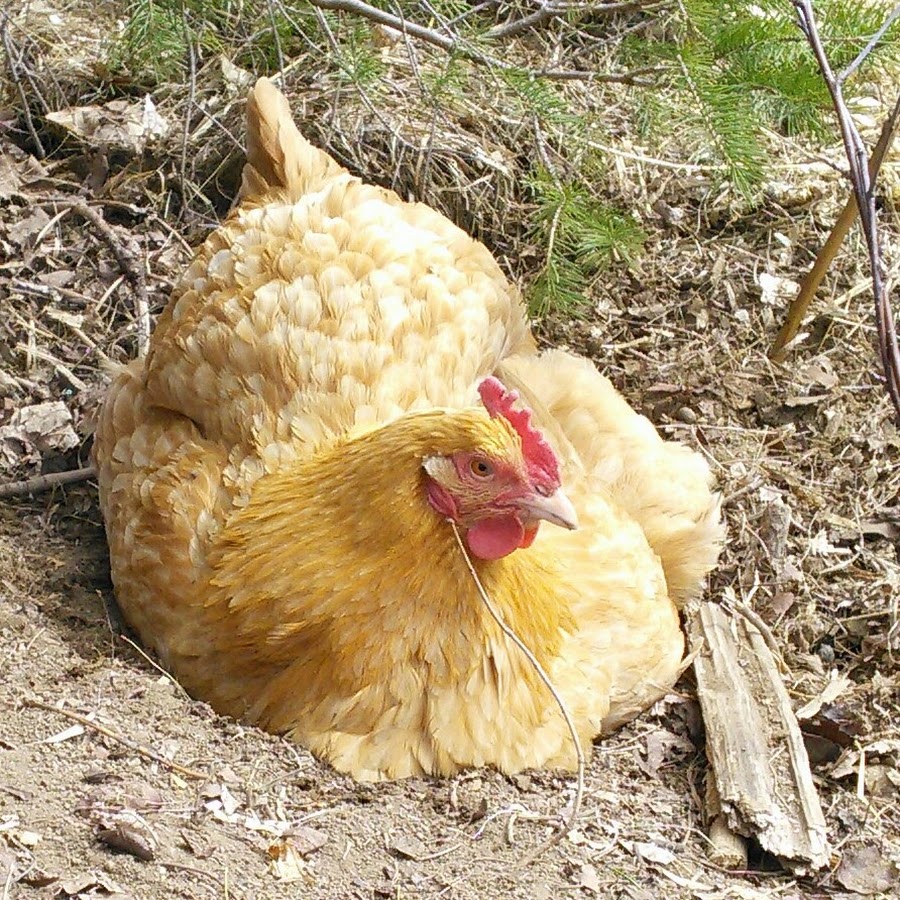 Sarahs Chickens - YouTube