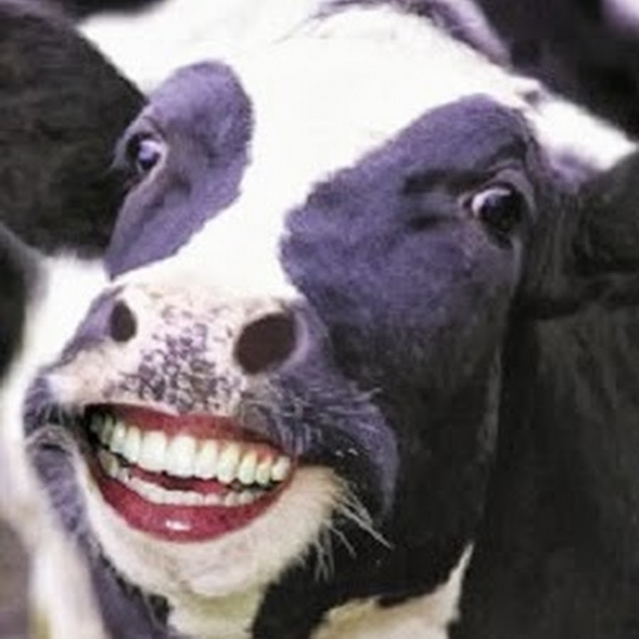 Comment On Dit Vache En Anglais