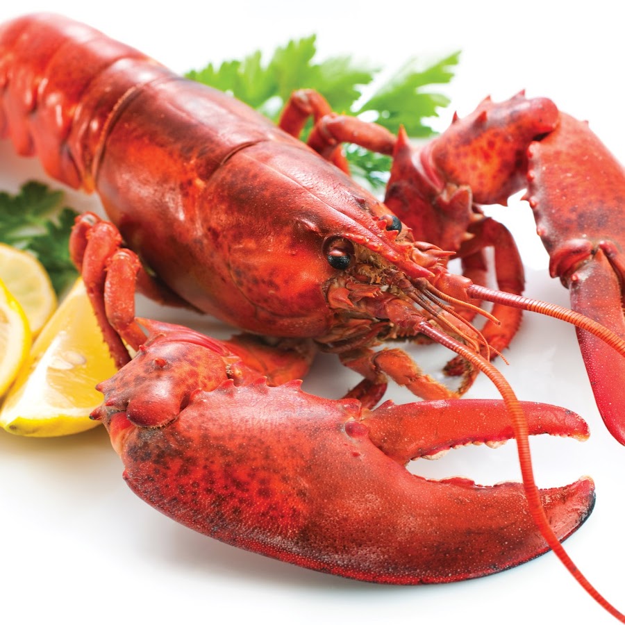 Раки смоленск. Лангуст лобстер Омар разница. Lobster. Blue Lobster. РАКОЕДЪ картинки.