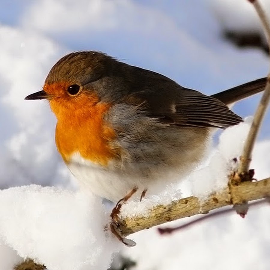 воробей зимой. птицы чувствуют благодать цитаты. птицы ранней весной. с вербным воскресеньем. птицы весной в городе.