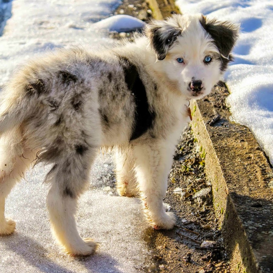 Nikolina Kožar - YouTube