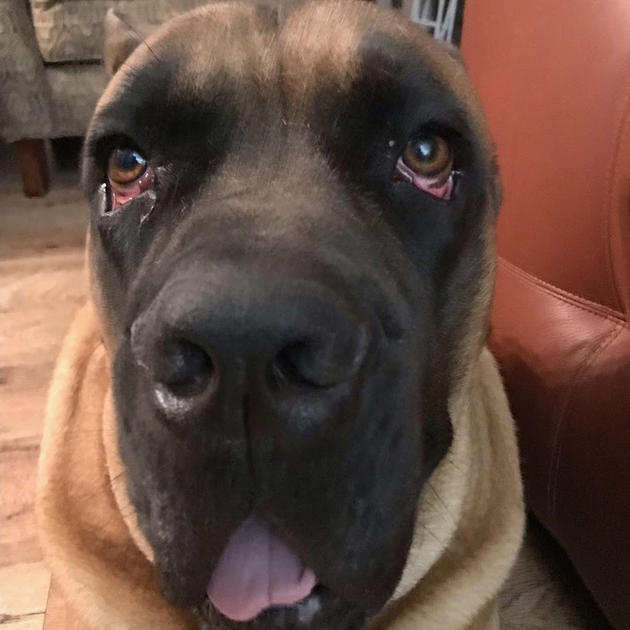 the meme dog - YouTube