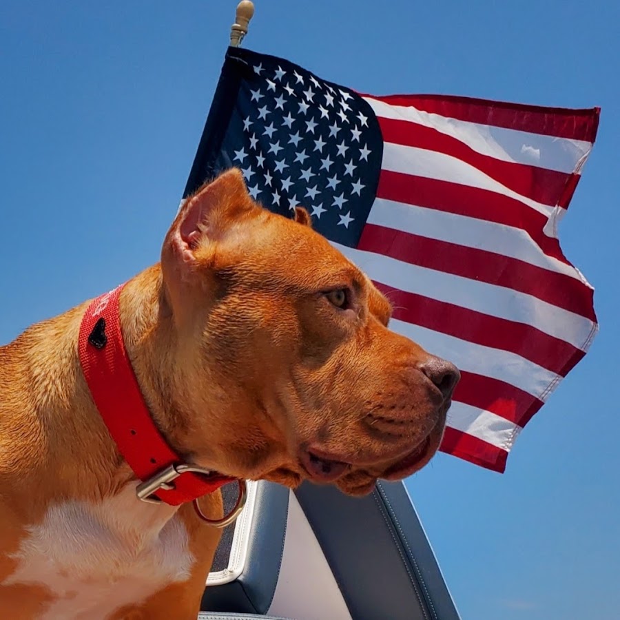 Official home of Brad Pitts Brandy dog YouTube