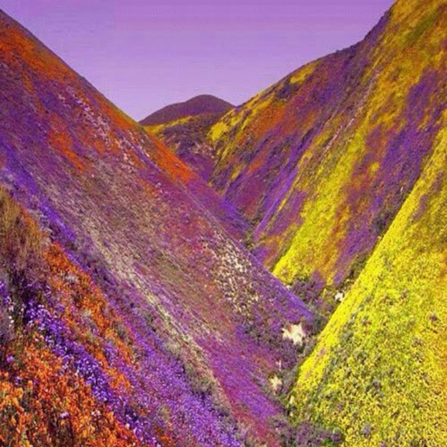 Flowers valley. Гималаи Индия растения. Долина цветов в Гималаях. Долина цветов Индия национальный парк. Национальный парк Долины цветов, Уттаракханд.