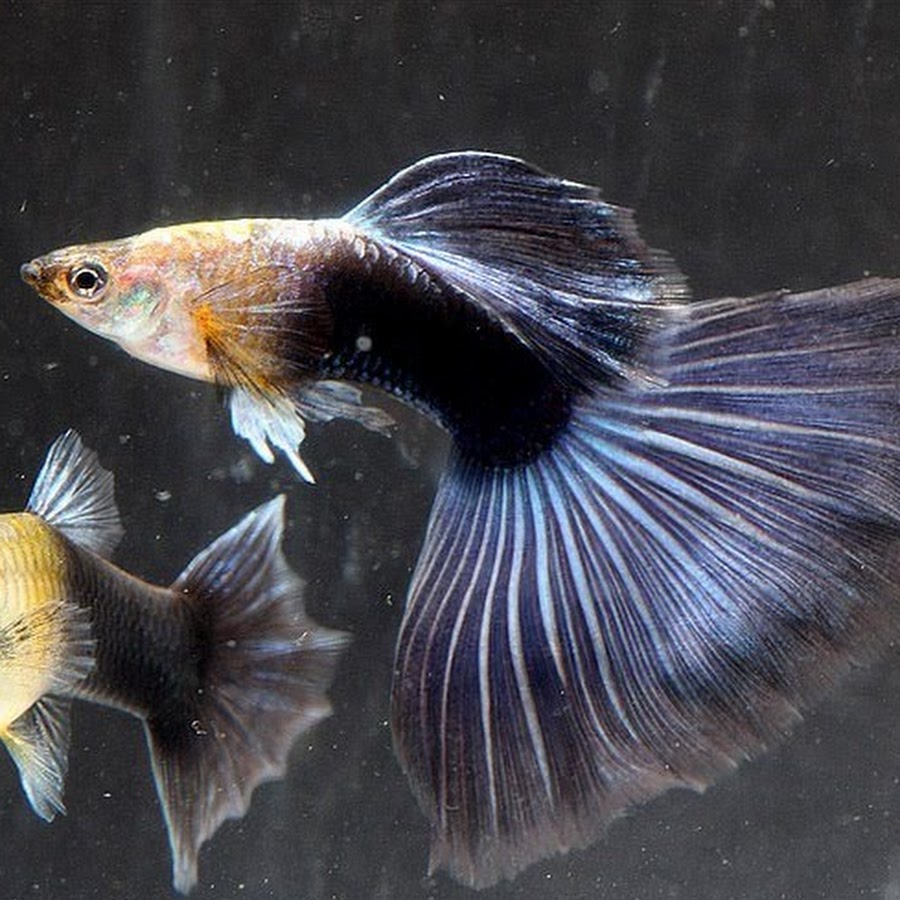 Аквариумные рыбки самки и самцы. Гуппи аквариумные рыбки. Гуппи рыбки самки. Гуппи рыбки самцы. Гуппи самец и самка.