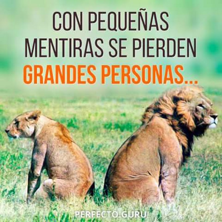 Лапа львицы. Царь зверей. Лев и львица. Мой дев чтотхочц то и делаю. Ты мой лев.