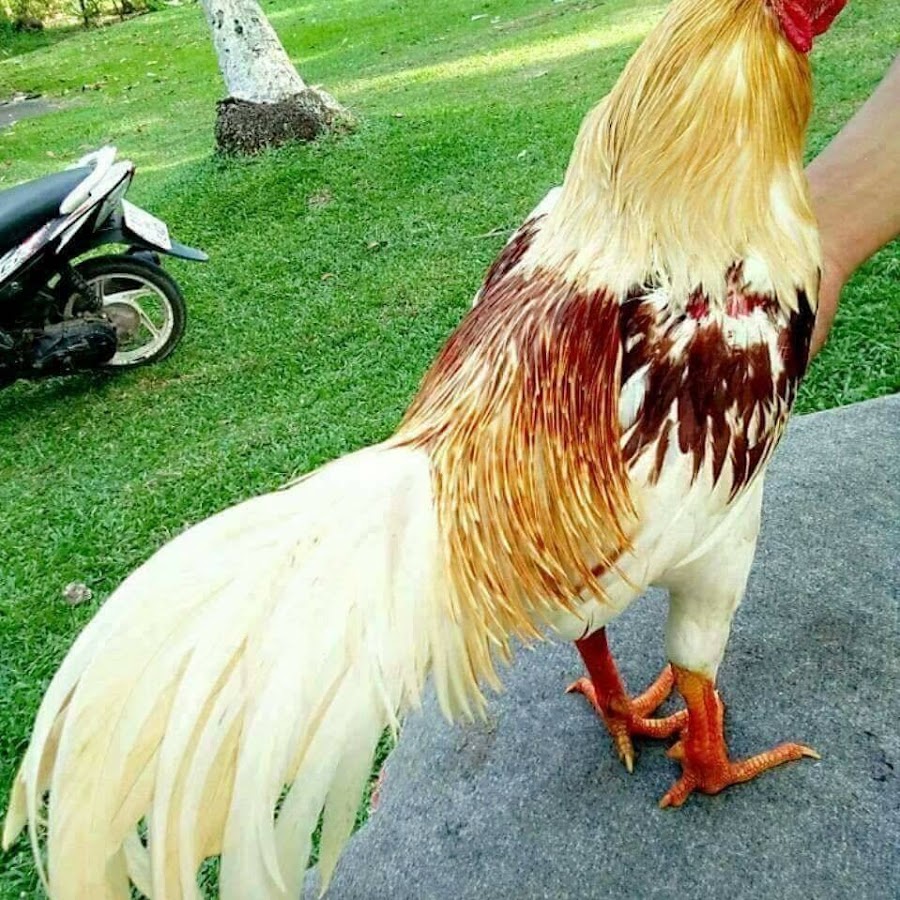 TRAI GA LAI LONG XUYEN AN GIANG YouTube