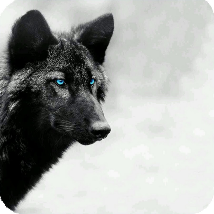 Wolf Cover. Black Wolf Energy. Wolf Cover Tyler.