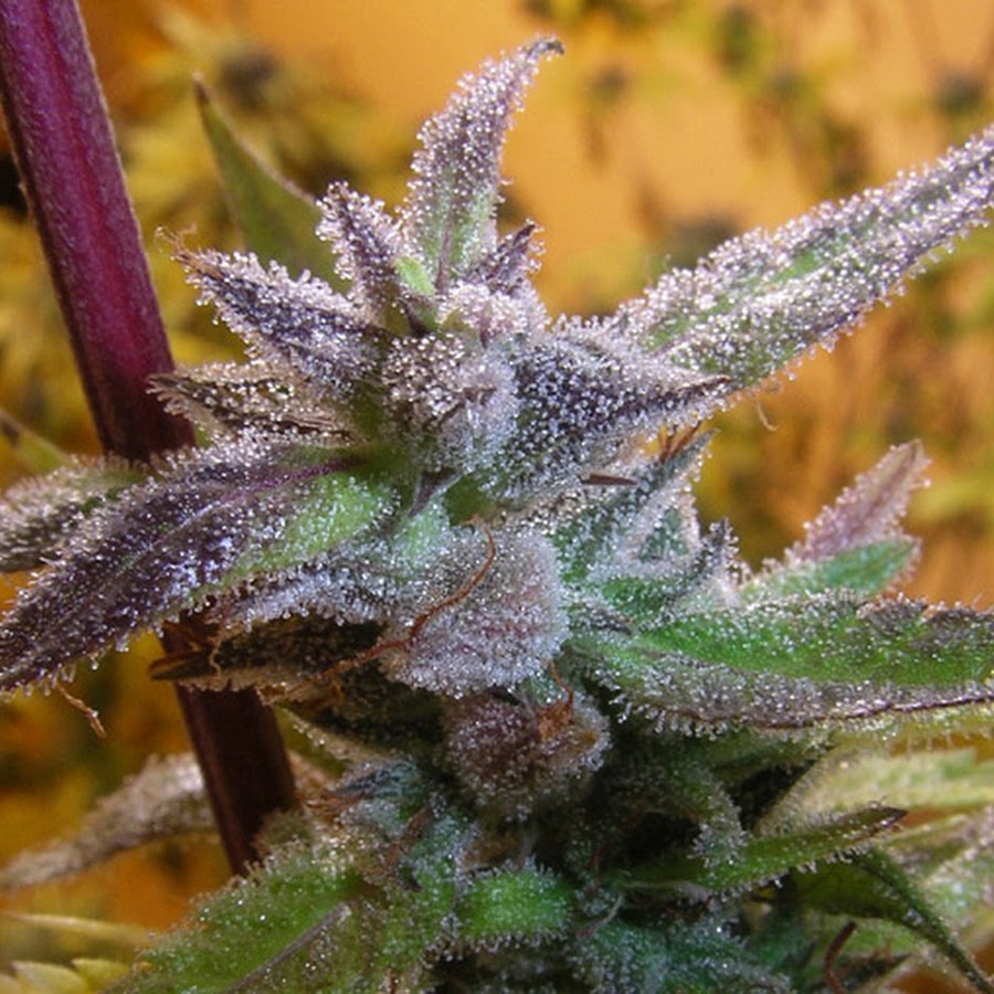 Curso De Cultivo De Cannabis Sr Cannabico YouTube