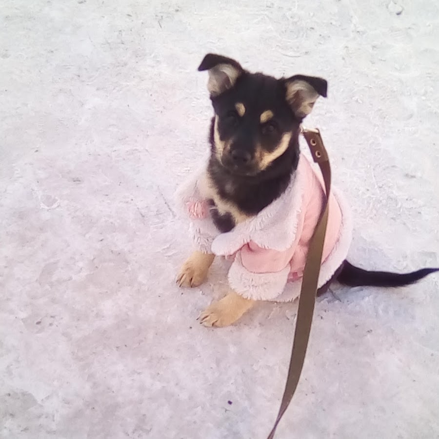 Питбуль с аутизмом. Питбуль с аутизмом. Игрушка собачка рокси. Рокси собака фото. Собака рокси.