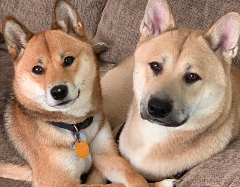 Doge 1080X1080 - 1080 X 1080 Doge - 1080x1080 Meme Dog Drone Fest