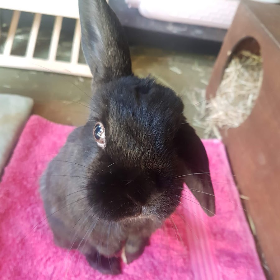 Raspberry Rabbit YouTube