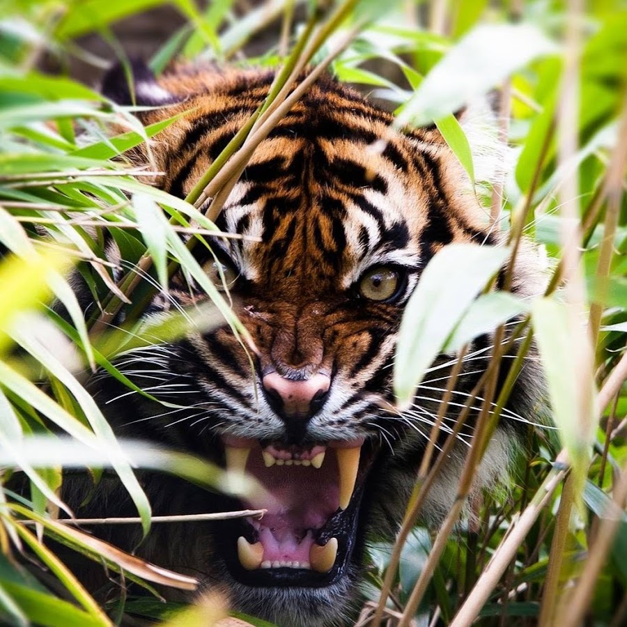 CROUCHING TIGER YouTube