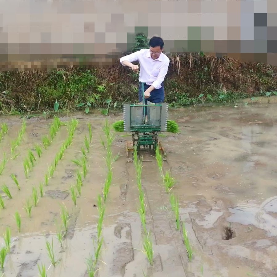 manual rice planter YouTube