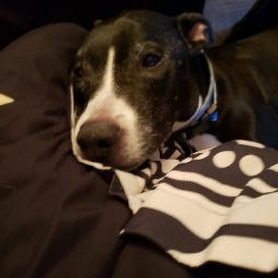 shelby carter YouTube