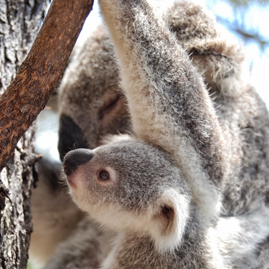 Magnetic Island Tourism 