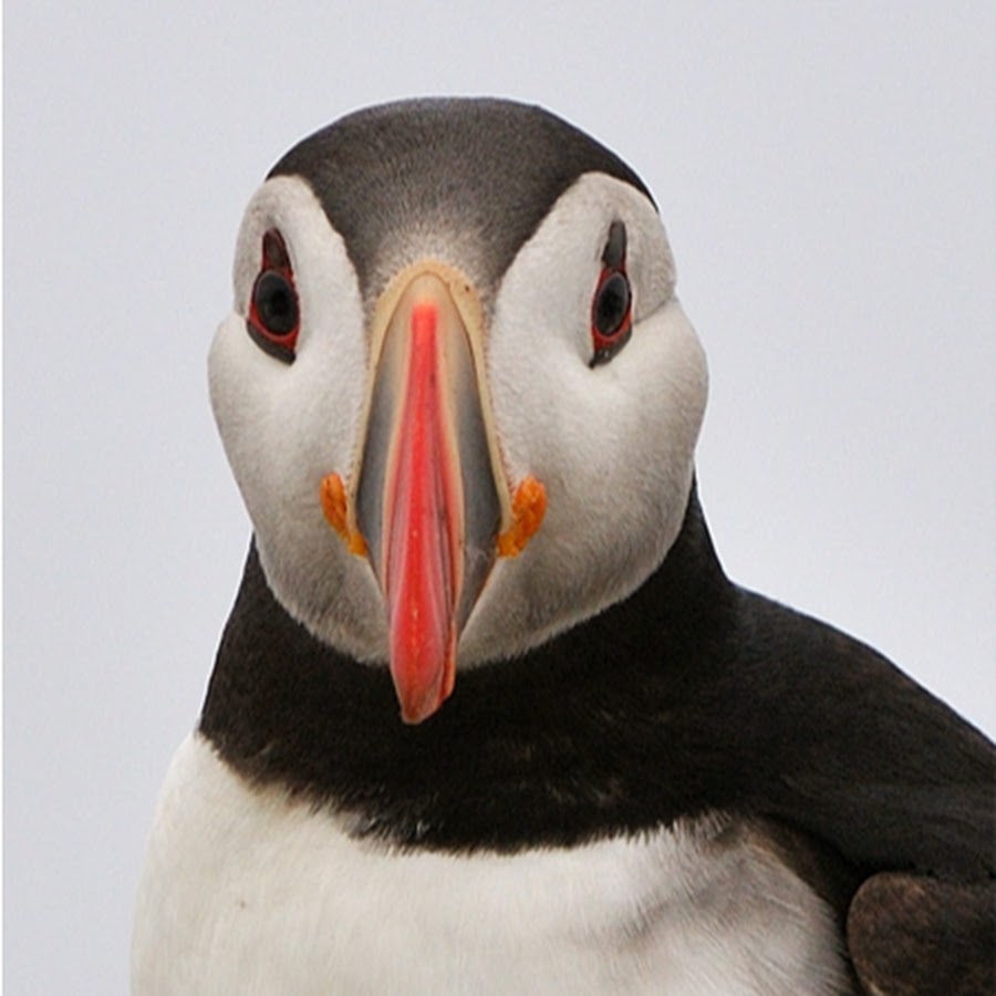 puffin-pics-youtube