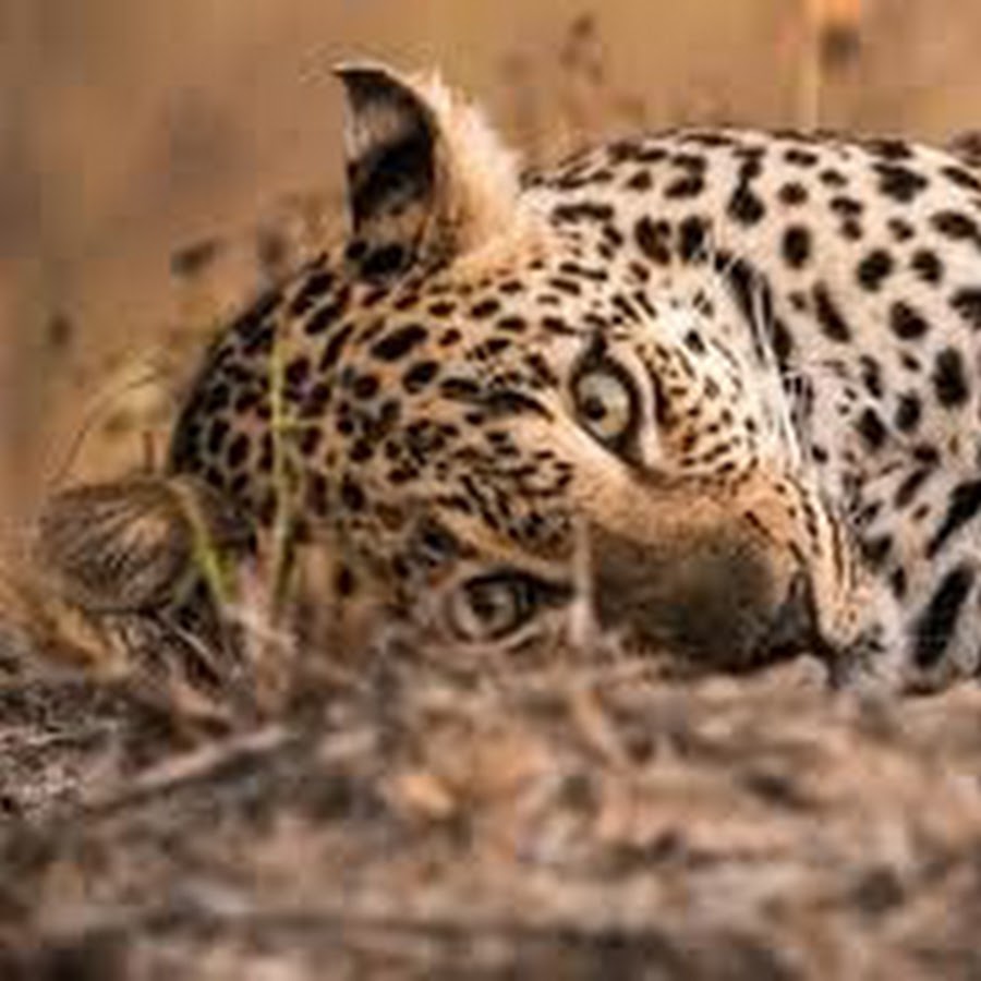 King Animal - YouTube