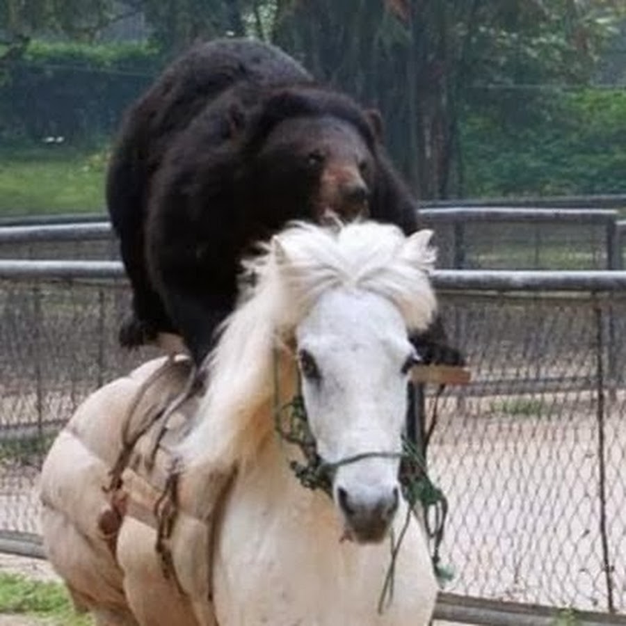 bronzehorse146 YouTube