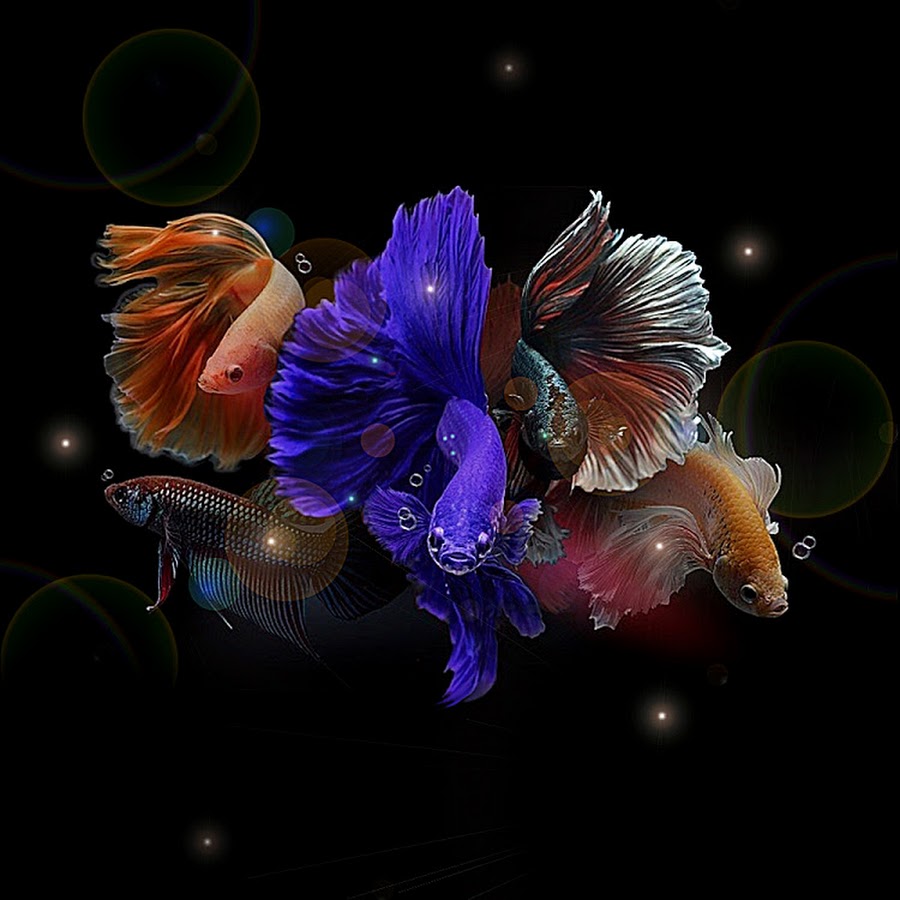 6M Aquarium Fish - YouTube