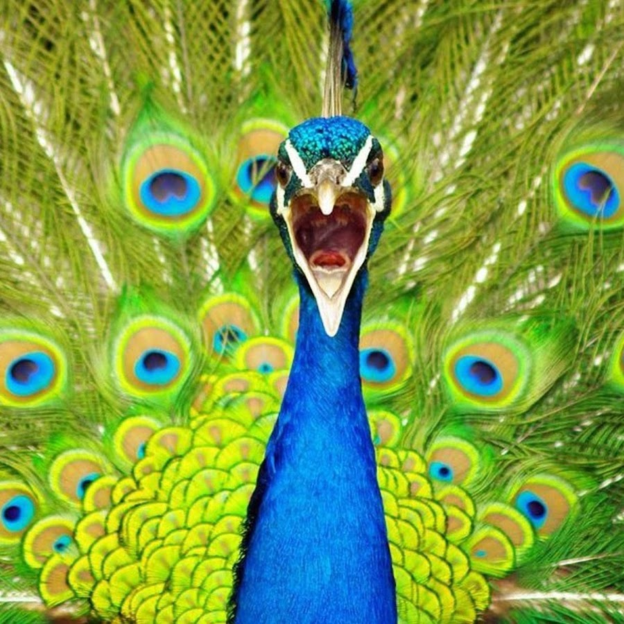 Free Images : structure, pattern, beak, macro, colorful, close up, jewellery, ey