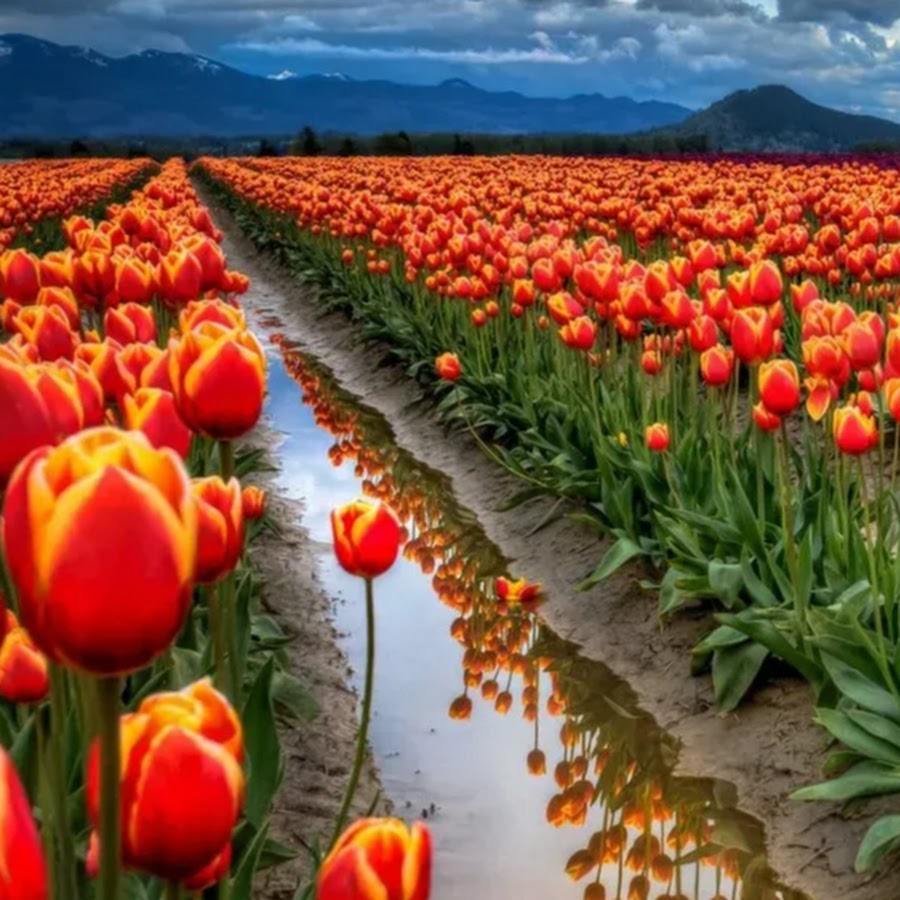 Температура воды для тюльпанов. Поле тюльпанов. Красивейшие поля тюльпанов. Оранжевые тюльпаны. Тюльпаны поля красный желтый.