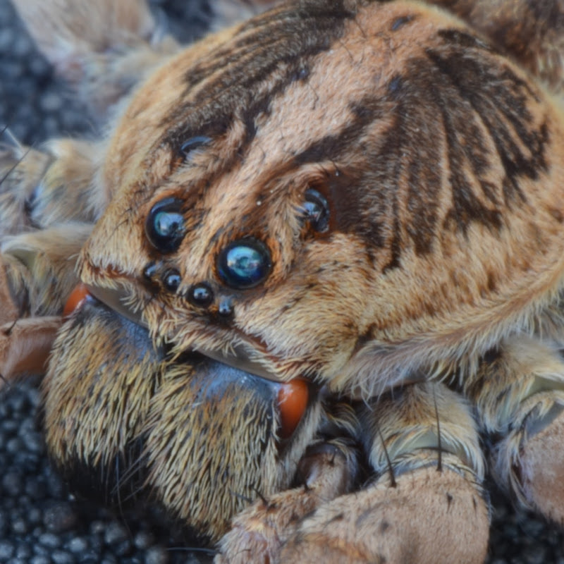 Black Widow vs. Huntsman Spider (Warning: May be  