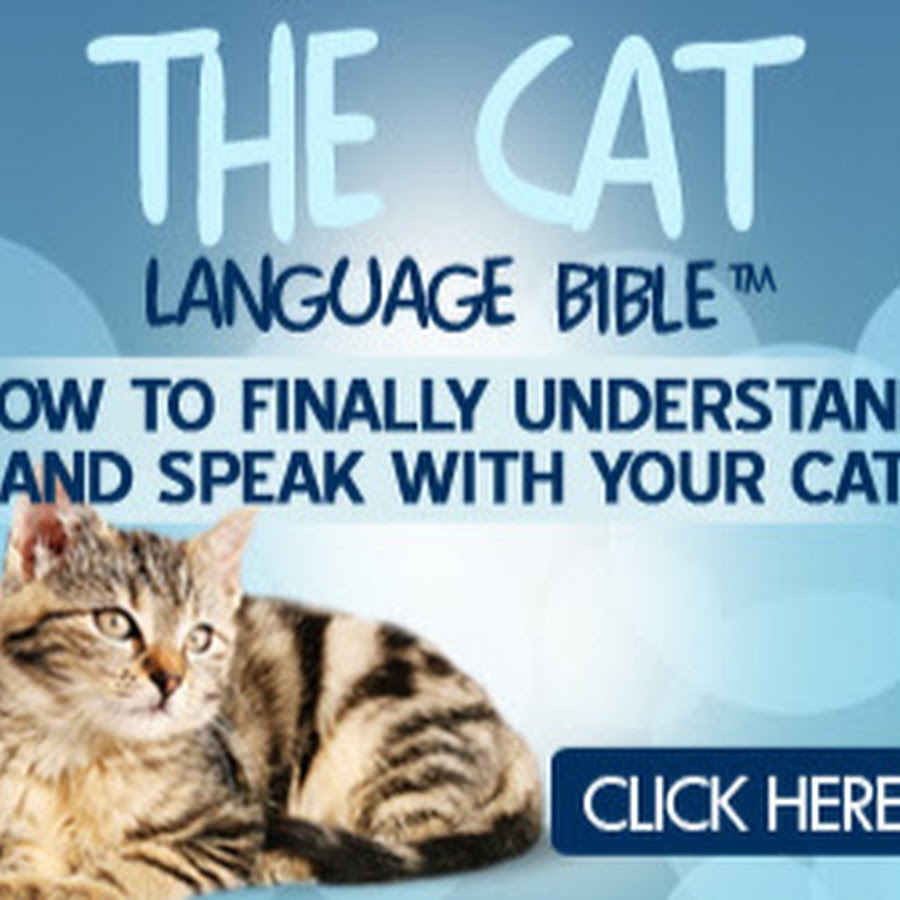 The Cat Language Bible YouTube