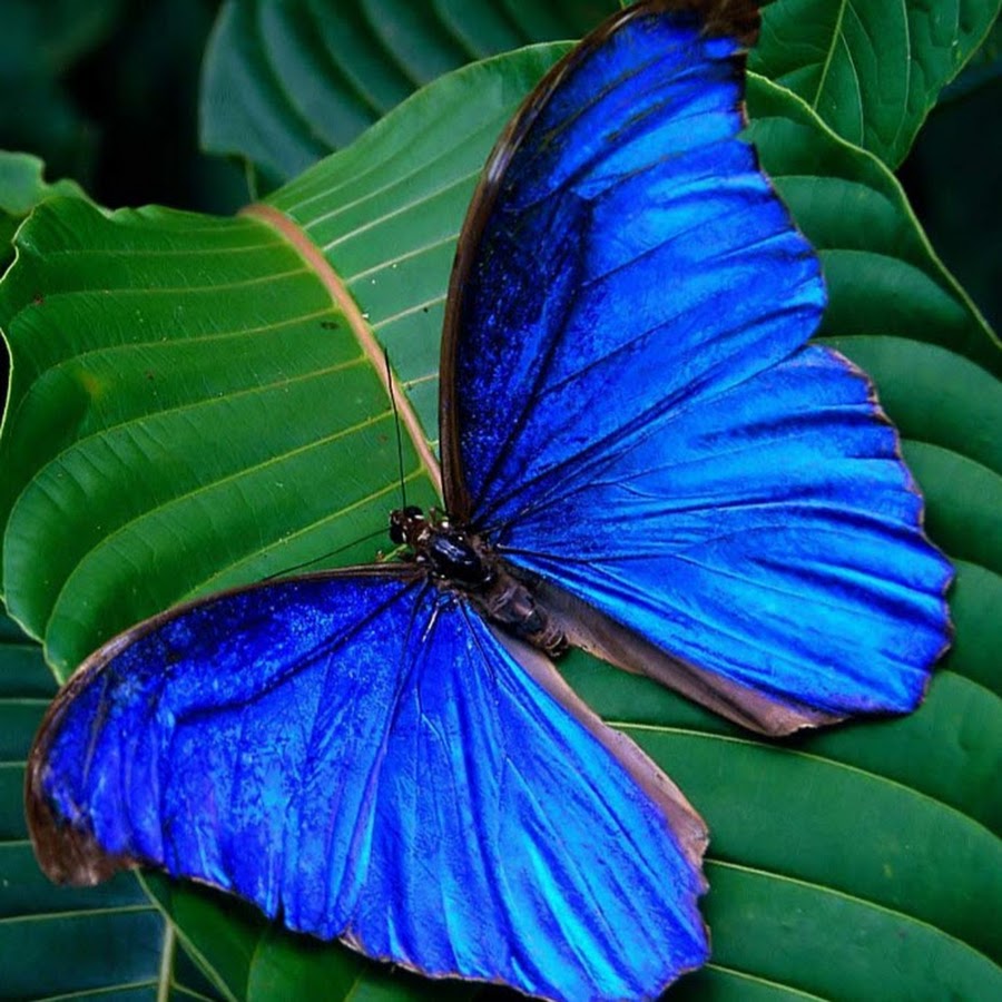 Бабочки т. Бабочка махаон ласточкин. Бабочки т. Красивые бабочки. Бабочки т.