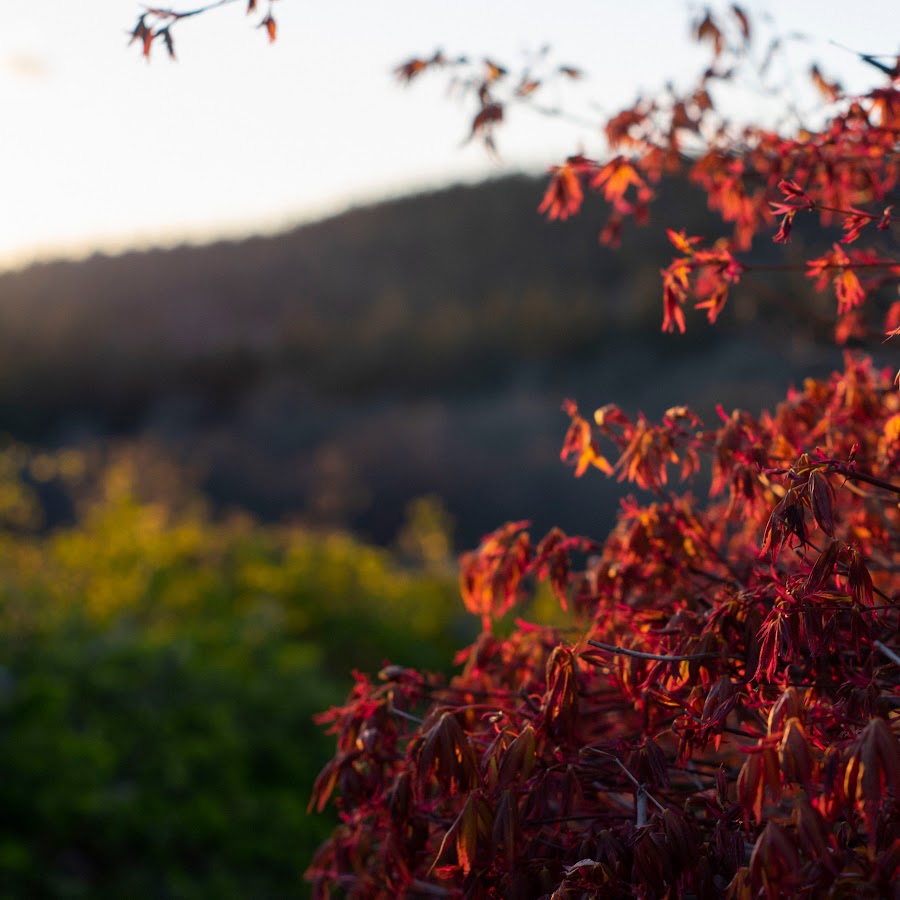 Joe Swanson - YouTube