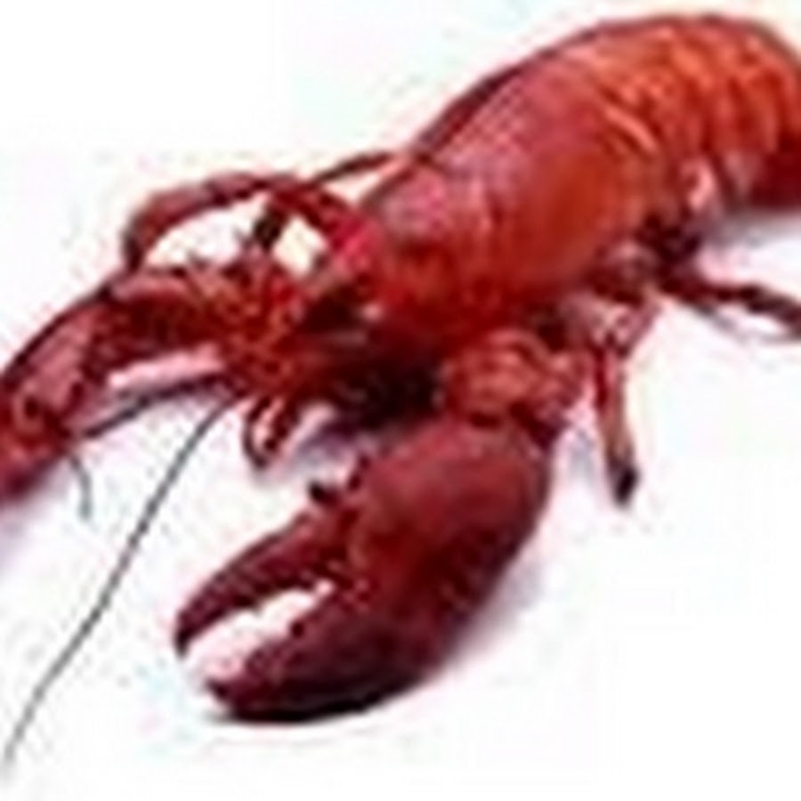 Раки калуга. Раки калуга. Раки калуга. Раки калуга. Раковня купить калуга.