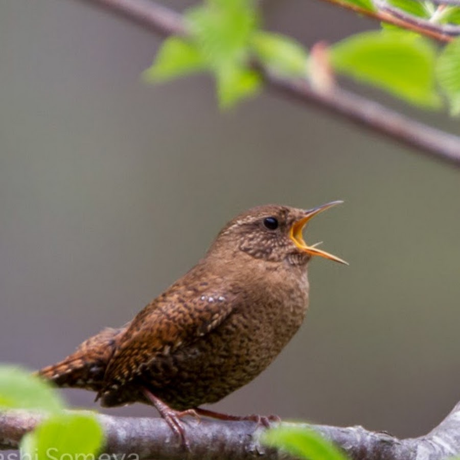 Birding in Japan by Kasia & Takashi Someya 