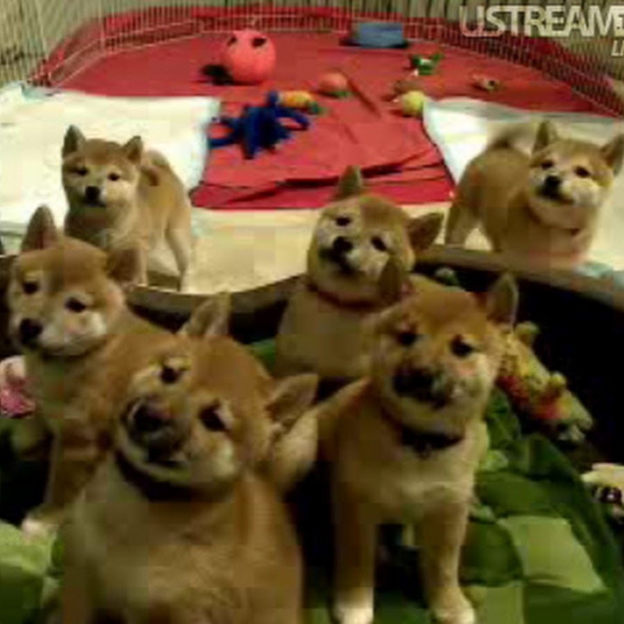 wow doge - YouTube