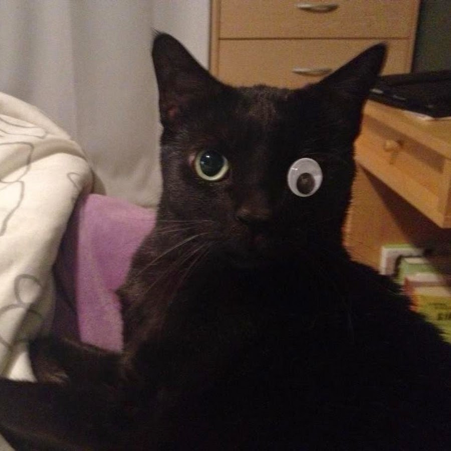 one eyedcat YouTube