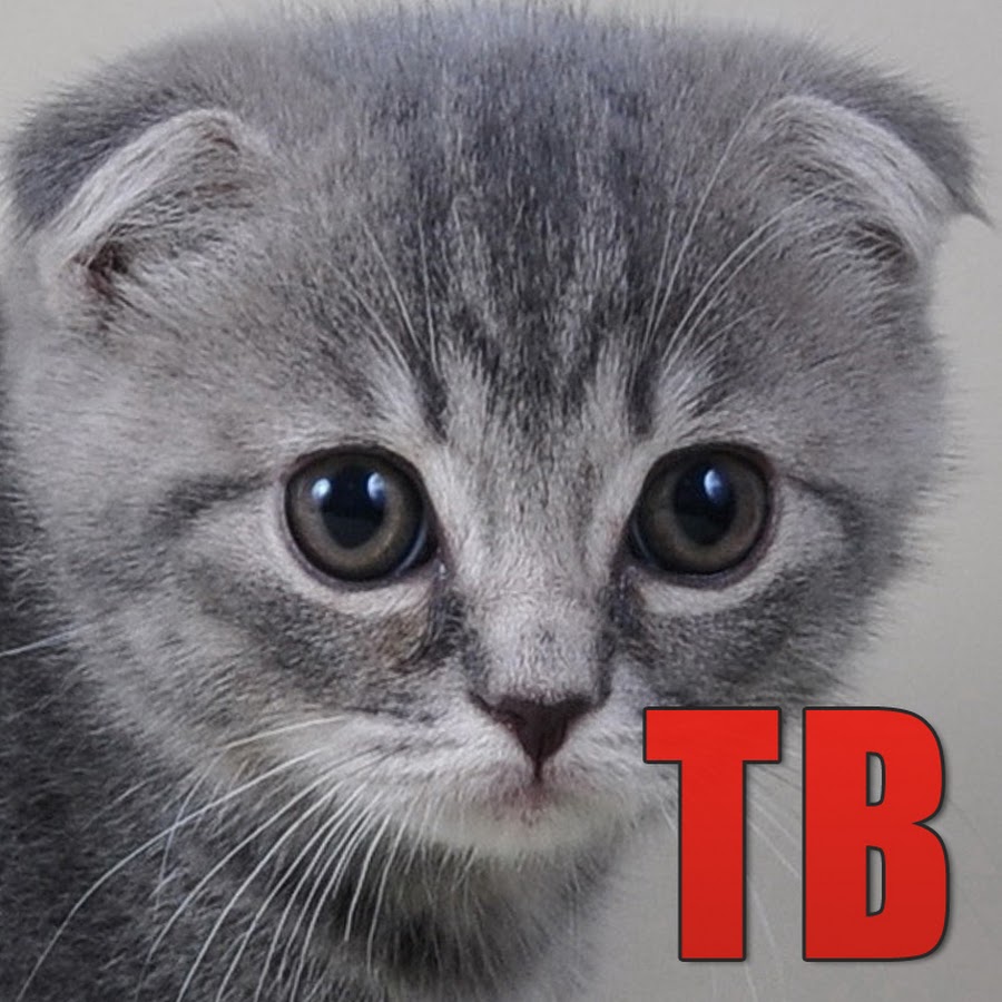 большой кошачий побег мультфильм 2018. кот на желтом фоне. котэ тв 3d. котэ тв песенки. котэ тв.