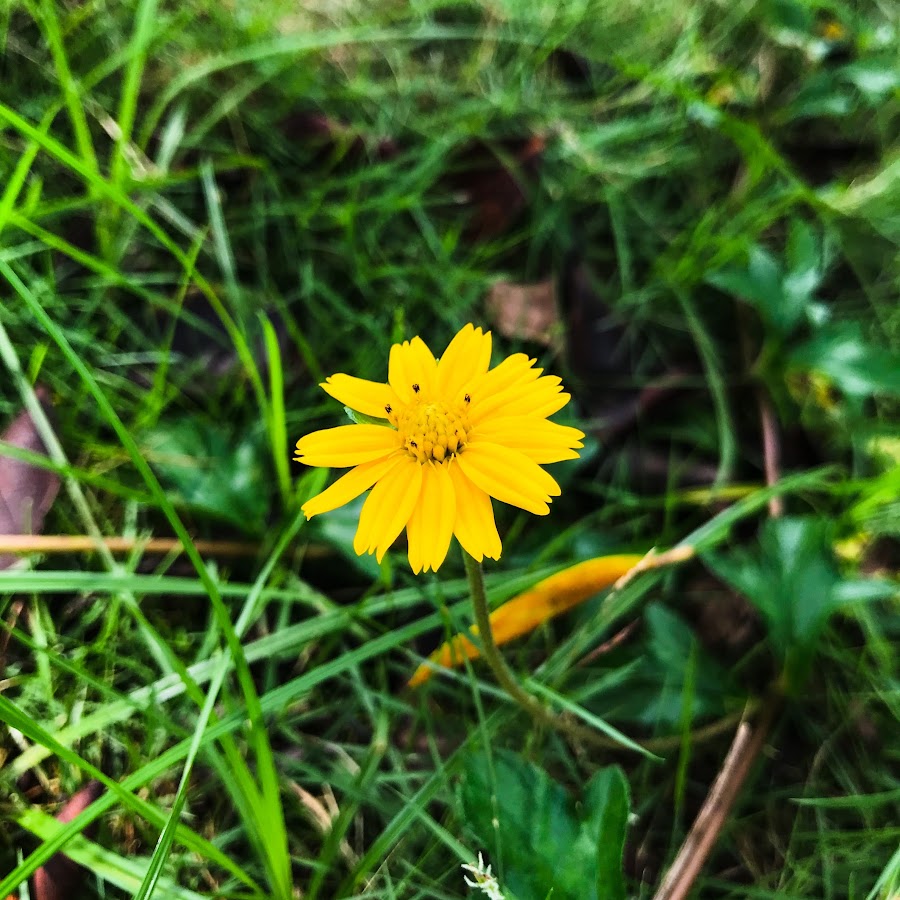 Dang Khoa Vo - YouTube